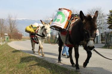 A passo lento con gli asini 1.jpg